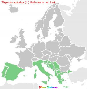 Thymus capitatus (L.) Hoffmanns. & Link